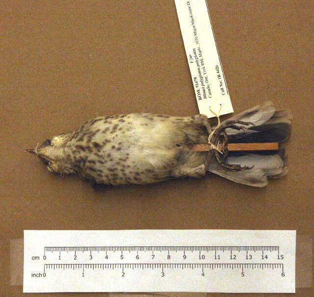 Image of Northern Mockingbird