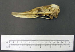 Image of Canvasback