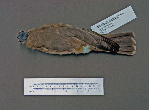 Image of Noisy Friarbird