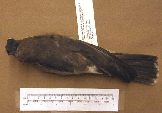 Image of Noisy Friarbird