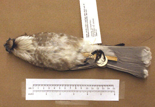 Image of Noisy Friarbird