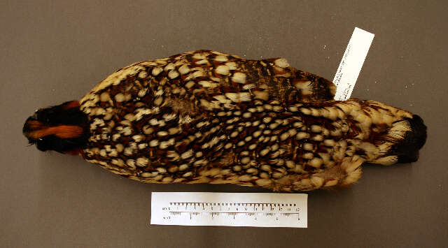 Image of Cabot's Tragopan