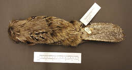 Image of Tawny Frogmouth