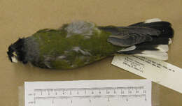 Image of Green Figbird