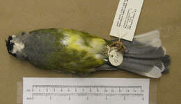 Image of Green Figbird