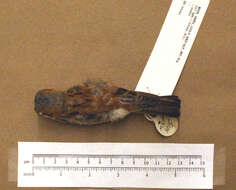 Image of Iago Sparrow