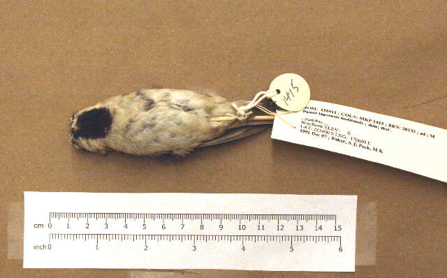 Image of Iago Sparrow