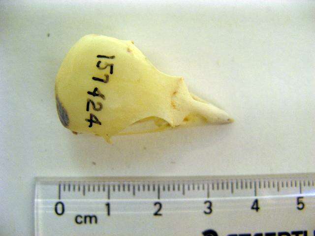 Image of Falcunculidae