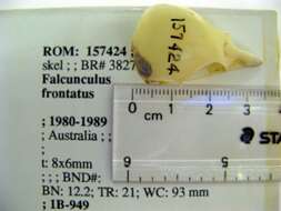 Image of Falcunculidae