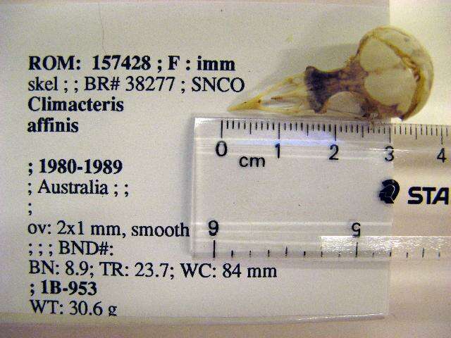 Sivun Climacteris affinis Blyth 1863 kuva