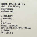 Image of Macropygia amboinensis (Linnaeus 1766)