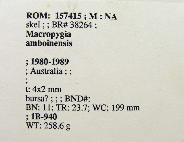 Macropygia amboinensis (Linnaeus 1766)的圖片