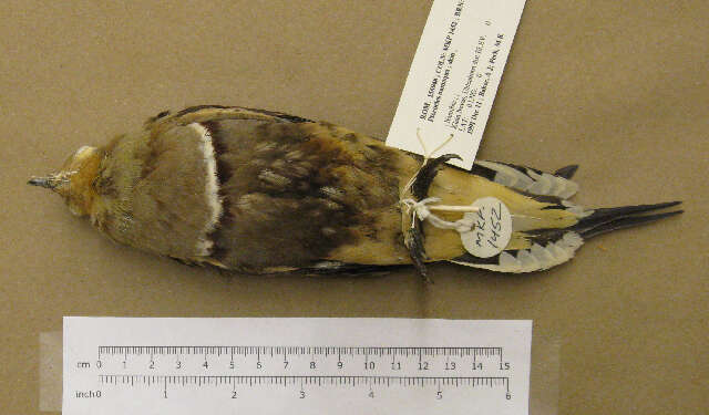 Image of Namaqua Sandgrouse