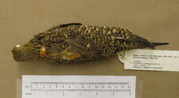 Image of Namaqua Sandgrouse