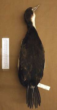 Image of Phalacrocorax atriceps