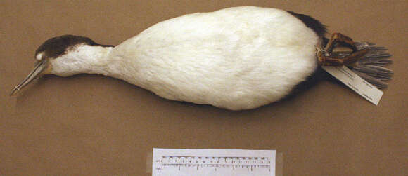 Image of Phalacrocorax atriceps