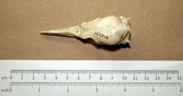 Image of Little Pied Cormorant