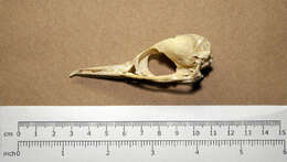 Image of Little Pied Cormorant