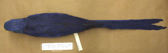 Image of Hyacinth Macaw