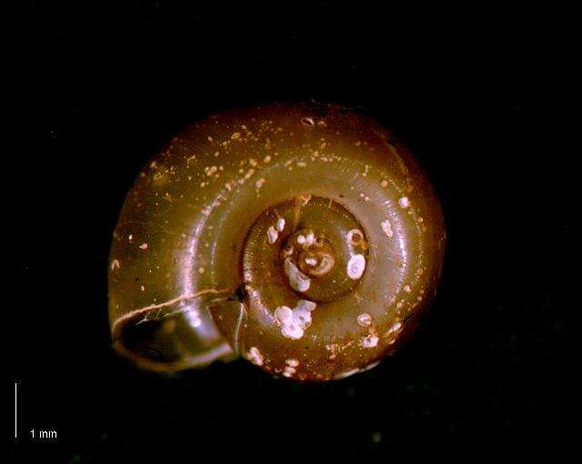 Image de Biomphalaria tenagophila (d'Orbigny 1835)
