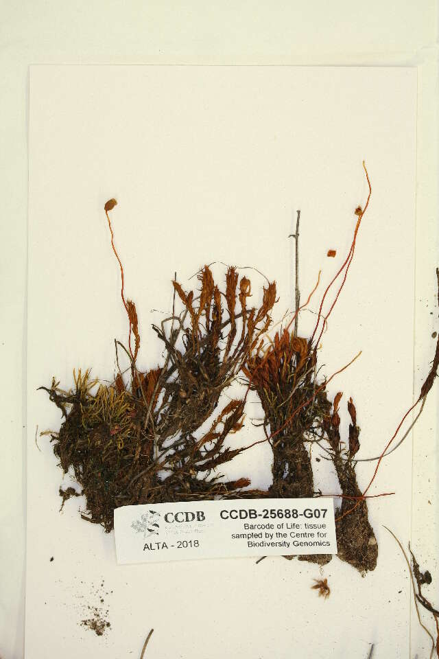 Image of polytrichastrum moss