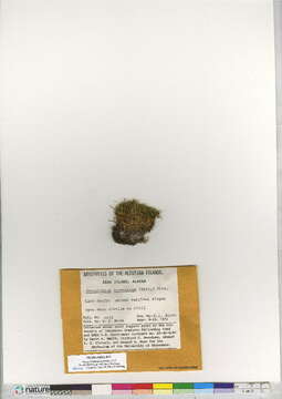 Image of True Mosses