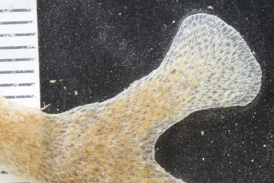 Image of Flustroidea Fleming 1828