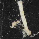 Image of Cellariidae Fleming 1828