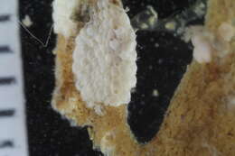 Image of Cheilostomatida Busk 1852