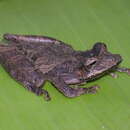 Image of Scinax Wagler 1830