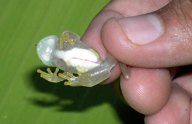 Image of glass frogs