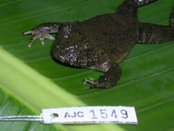 Image of Rusty Robber Frog