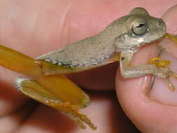 Image of Mexican Treefrogs