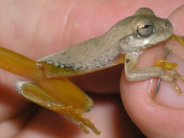 Image of Mexican Treefrogs