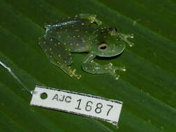 Image of San Jose Cochran Frog