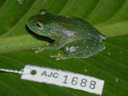 Image of San Jose Cochran Frog