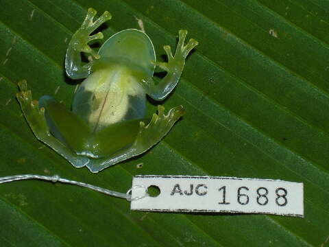 Image of San Jose Cochran Frog