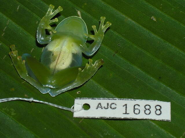 Image of San Jose Cochran Frog