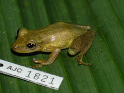 Image of Scinaxinae Duellman, Marion & Hedges 2016