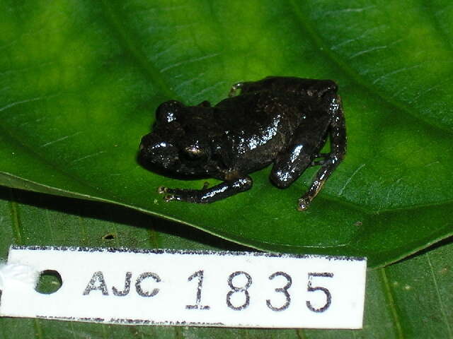 Image of Banded Robber Frog