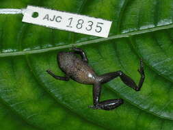 Image of Banded Robber Frog