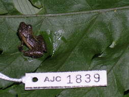 Image of Banded Robber Frog