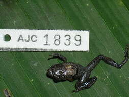 Image of Banded Robber Frog