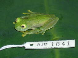 Image of Suretka Glass Frog