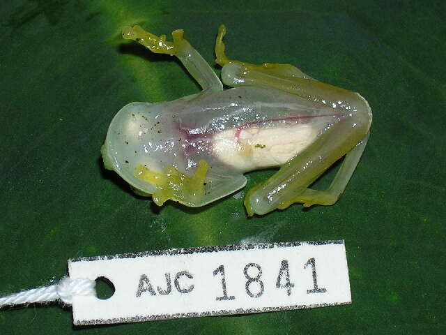 Image of Suretka Glass Frog