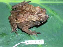 Image of toads