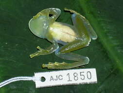 Image of San Jose Cochran Frog