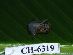 Image of Rusty Robber Frog