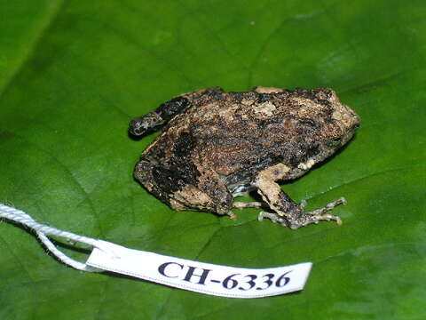 Image of Tungara Frog