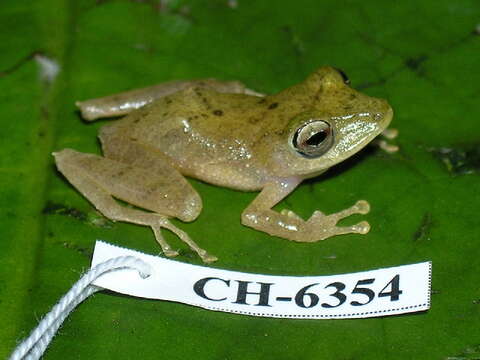 Sivun Pristimantis caryophyllaceus (Barbour 1928) kuva